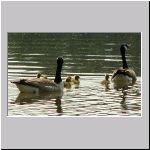 Branta canadensis - Kanadagans 11 Sundermannsee.jpg